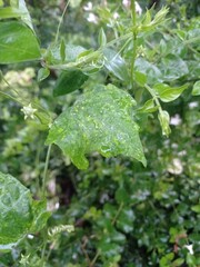 A small field of grass growing green in the cold of the mountains. A lush little green garden, widely grown with local Ayurvedic medicinal plants. A small field of green looking beautiful plants