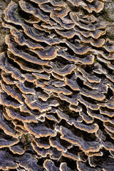 Polypore mushroom Trametes versicolor - tree mushroom on old rotten stump in garden