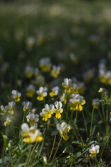 flowers in the meadow