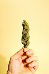 Hand Holding a Cannabis Nug