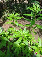 Long Green Leaves in Full Bloom. Balsam Plant with Vibrant Long Green Leaves: A Natural Wonder. Exploring the Lush Greenery of Balsam Plants Long Leaves. Balsam Plant: An Elegant Display of Long