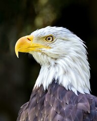 Close up photo of a bald American eagle