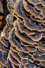 Polypore mushroom Trametes versicolor - tree mushroom on old rotten stump in garden