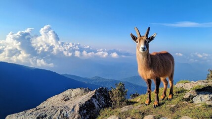 Obraz premium Majestic Mountain Goat on a Sunny Peak