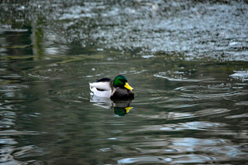 Stockente schwimmt im Winter auf dunklem Wasser