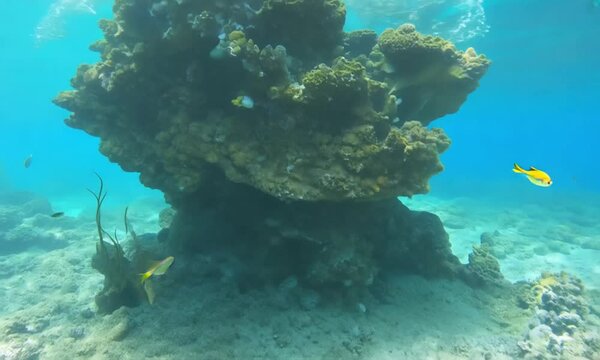 Submerged Coral Reef: A vibrant underwater world comes to life as a coral reef, teeming with marine life, stands majestically beneath the surface.