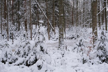 Beautiful scenery of snowy forest.