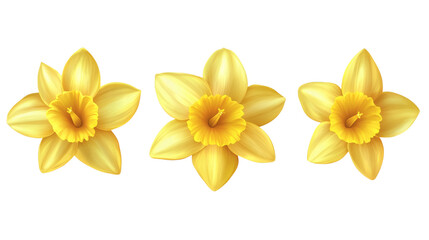 Fototapeta premium yellow daffodil flowers isolated on white transparent background