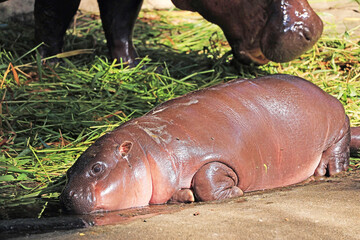 Closeup of an adorable 4 months old baby Pygmy Hippo waiting for her mom eating