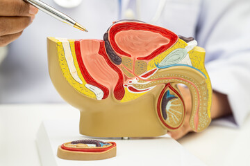 Male reproductive system, Asian doctor holding human anatomy model for study diagnosis and...