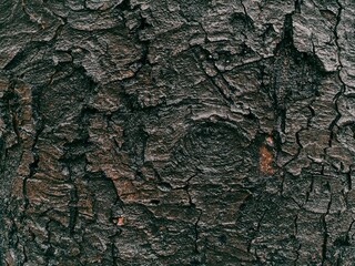 Wet, brown, cracked bark