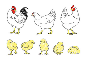 ニワトリとひよこのさまざまなポーズセット