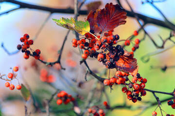 Branch with clusters of small red berries and brown and green leaves. Vibrant red berries and...