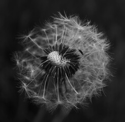 Fototapeta premium Flower