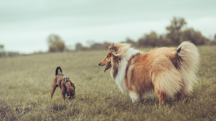 Rough Collie sable white und Hund Pinscher Mischling spielen outdoor zusammen Var. 4