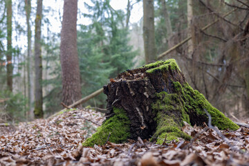 An old stump overgrown with green moss in a pine forest close-up. A lot of fallen leaves.