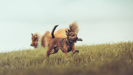 Rough Collie sable white und Hund Pinscher Mischling spielen outdoor zusammen Var. 2