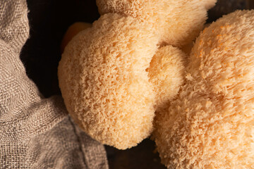 Hericium erinaceus mushroom monkey head mushroom, bearded tooth fungus, bearded hedgehog mushroom, pom pom, lion`s mane mushroom. Far Eastern medicine use this mushroom © joanna wnuk