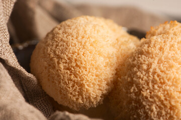 Hericium erinaceus mushroom monkey head mushroom, bearded tooth fungus, bearded hedgehog mushroom, pom pom, lion`s mane mushroom. Far Eastern medicine use this mushroom