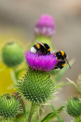 Dunkle Erdhummel (Bombus terrestris)	