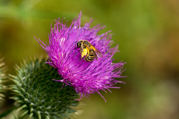 Gelbbindige Furchenbiene (Halictus scabiosae) auf einer Distel