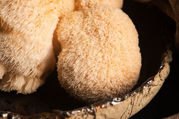 Hericium erinaceus mushroom monkey head mushroom, bearded tooth fungus, bearded hedgehog mushroom, pom pom, lion`s mane mushroom. Far Eastern medicine use this mushroom