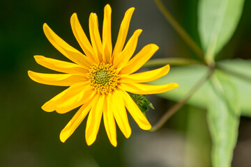 Topinambur (Helianthus tuberosus) Blüte