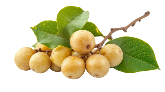 Close-up of a cluster of ripe yellow berries on a branch with gr