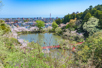 Sakura cherry blossoms in full bloom, Mobara Park, Mobara City, Chiba Prefecture, Japan
