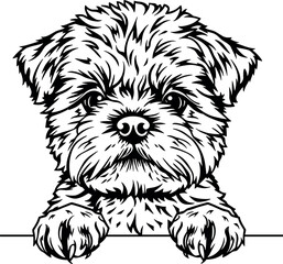 Bichon Frise Dog Peeking Vector Silhouette Black T-Shirt Design Cute Breed Pet