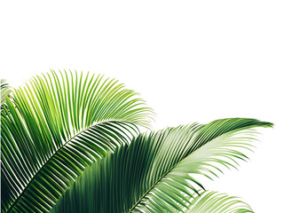 coconut palm tree leaves isolated on transparent or white background, png © Your isolated stock