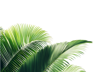 coconut palm tree leaves isolated on transparent or white background, png