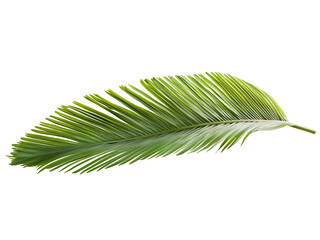 coconut palm tree leaf isolated on transparent or white background, png © Your isolated stock