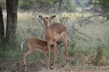 impala in the wild