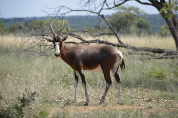 antelope in the wild