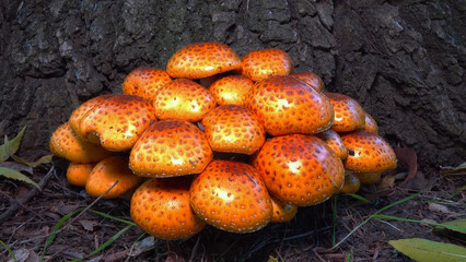 Golden pholiota - Pholiota aurivella, edible mushroom with golden yellowish color on tree trunk in garden, southern Ukraine