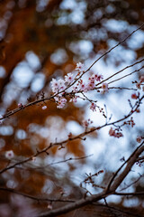 Early Sakura blossom, Japan