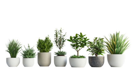 Collection of potted plants in various shapes and sizes, display