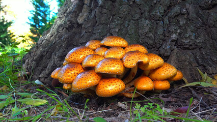 Golden pholiota - Pholiota aurivella, edible mushroom with golden yellowish color on tree trunk in garden, southern Ukraine