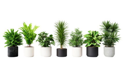 Collection of potted houseplants in various shapes, sizes, and c