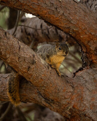 Squirrel in the Tree
