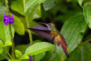 Rufous-tailed hummingbird (Amazilia tzacatl) feeding at a purple flower. Rufous-tailed hummingbird in flight.