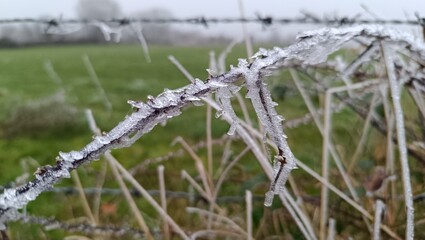 A close-up of a branch covered in ice or frost in the morning, showing the coldness of the air and the atmosphere of winter. The leaves around the flowers also seem to be coated with frost
