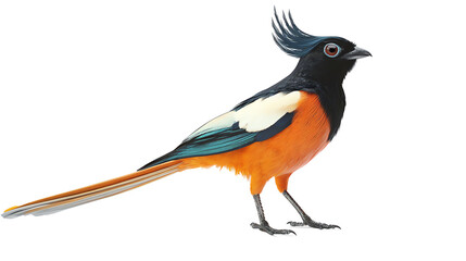 Obraz premium A vibrant bird with a striking orange and blue plumage, showcasing its unique crest against a white isolated background.