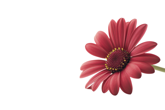 A vibrant red flower with delicate petals and a golden center, elegantly displayed on a white background, perfect for design and decoration.