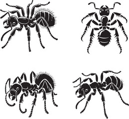 Silhouettes of the Ant Spider Isolated on a White Background in Monochrome Art Style