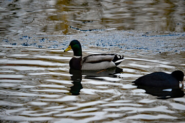 Männliche Stockente und Blässhuhn auf dem gefrorenen See