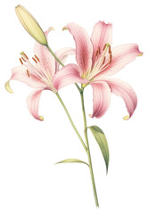 Obraz premium PNG Soft pink Lily branch lily illustration botanical.