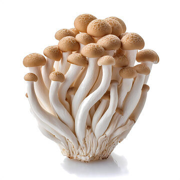 本しめじ」の写真素材 | 330件の無料イラスト画像 | Adobe Stock