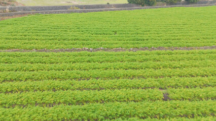 A picture of beautiful rice paddies and fields in Jeju Island, Korea, taken with drones from the sky